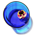 A broken pansy in a blue bowl 