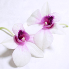 Orchid on white 