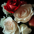 Valentines Roses 