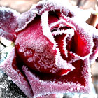Frosted Rose 