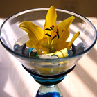 Lily in a Martini Glass 