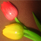 tulip holand 