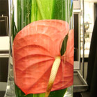 Drowned Calla Lily, Red
