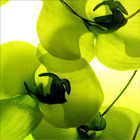 orchidée au "vert"
