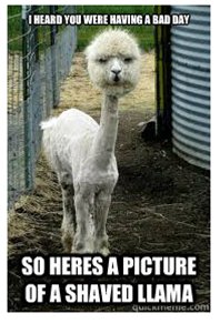 Shaved Llama!
