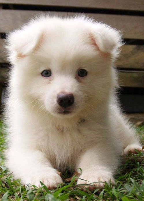 samoyed