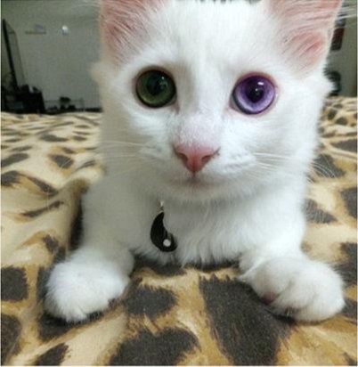 Kitty!