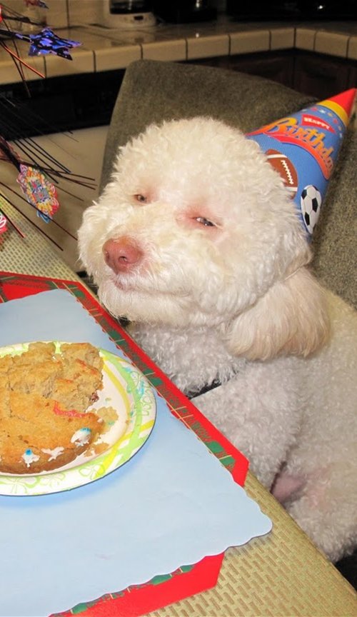 cake dog
