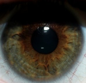 eyeseayew2