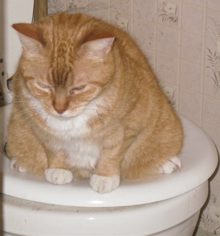 Kitty Peeing