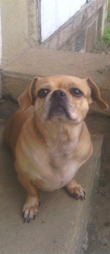 This is my baby girl GINGER