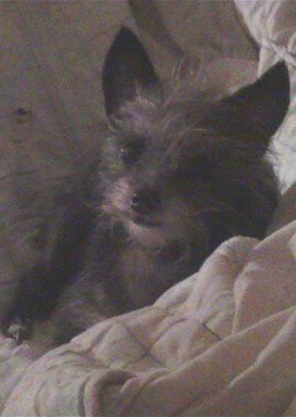 This is my other baby girl ANGEL CAKES.The other one is my baby boy HARLOWE GITANO.