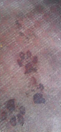 My baby boy Haloowe Gitanos paw prints on my porch.Arent they cute?