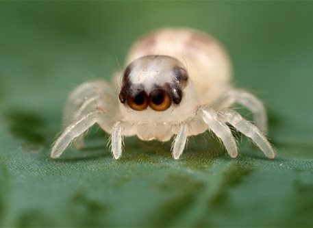 Spider hatchling