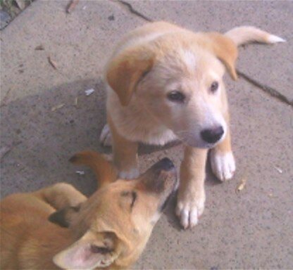 MY CINNAMON SCRATCHING AND HER BROTHER KING LOOKING ON.Somewhere bacck there is there brother HARLOWE GITANO.