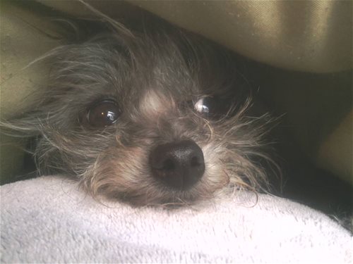Mommys baby lying on my chest under the blanket.Isnt she cute?Thats my ANGEL.