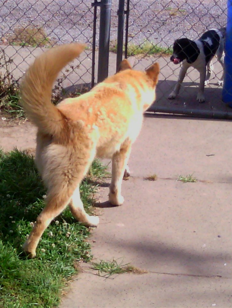 Haloowe greeting his girlfriend after breakfast.Of course I feed her and give her water since shes comes over everyday to play with him.
