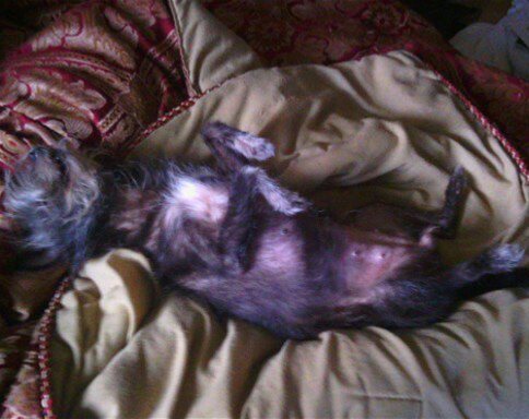 My Angel asleep on the bed.
