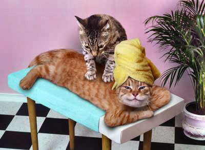 Time for a relaxing massage! I survived Wendsday!