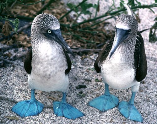 boobies