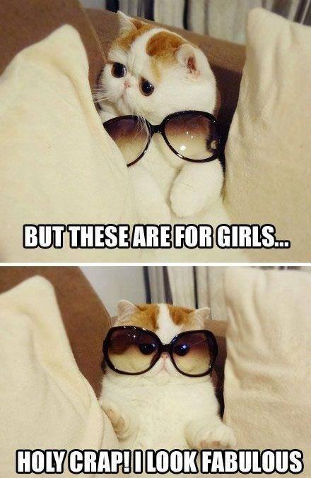 cat fashion