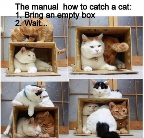 cat trap