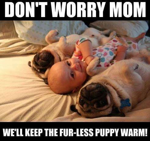 confused pugs