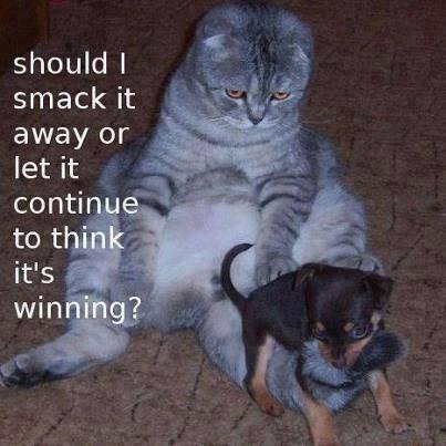 brave puppy