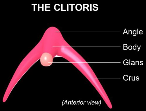 Clitoris
