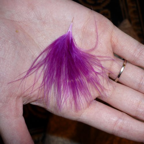 a down feather my cat pulled out