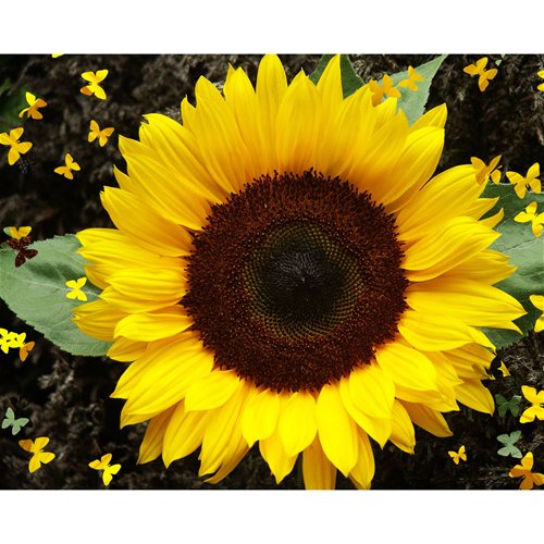 Sunflower Extract