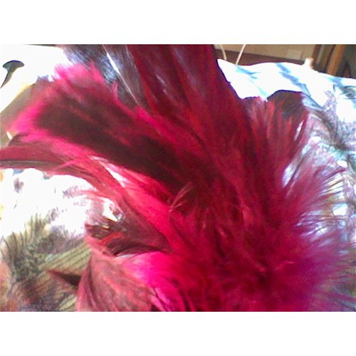 Starburst fantasy feather – tickler in Rose