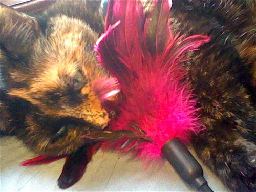 Starburst fantasy feather – tickler (Rose)