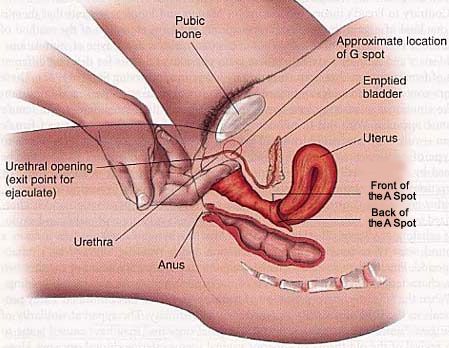 Female anatomy