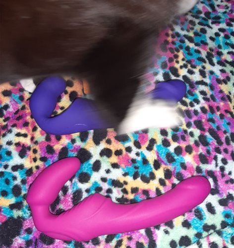 feline interruptus