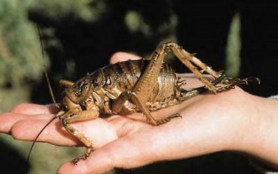 weta