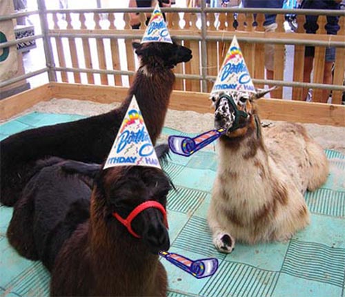 llamas