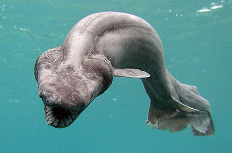 shark