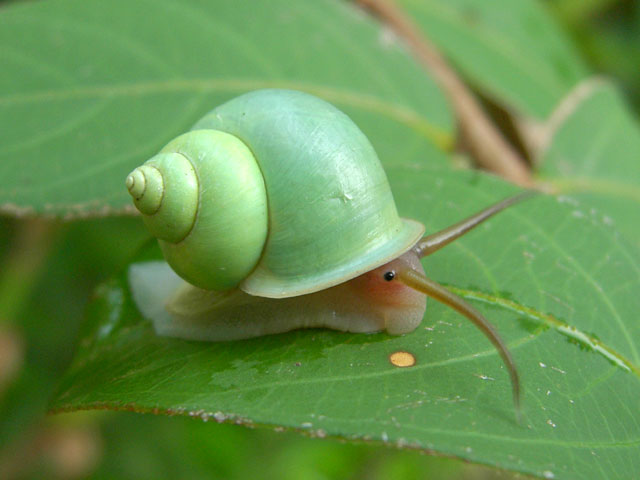 cutie bug