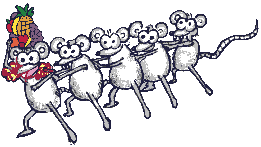 congo rats