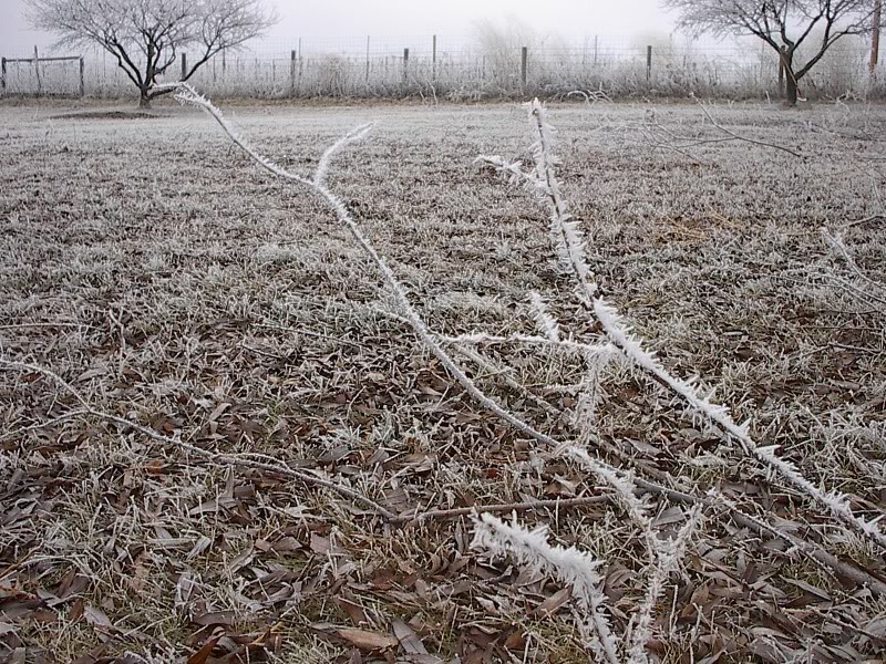 frost