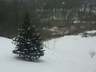 Snoww