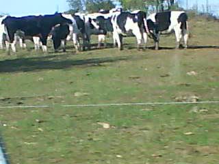 moo
