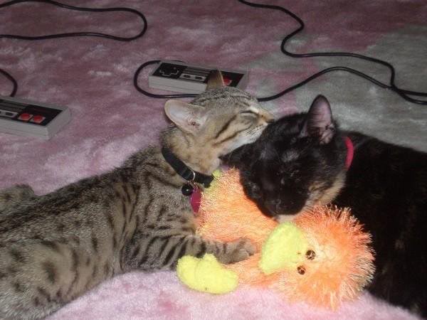 pets
