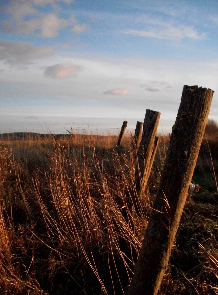 fence