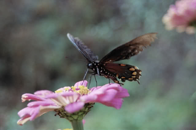 butterfly