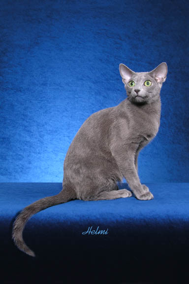 russianblue