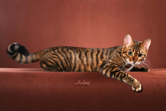 toyger
