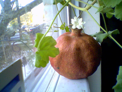 Dried pomegranate