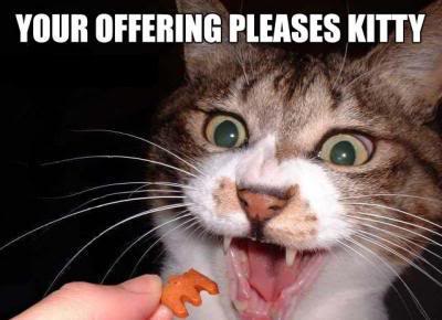 cat